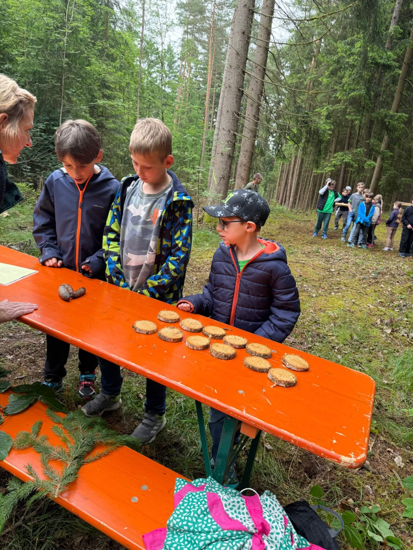 drei Jungen müssen verschiedene Zapfen von Nadelbäumen erkennen